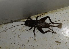 Gryllus assimilis