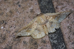 Canaea ryukyuensis