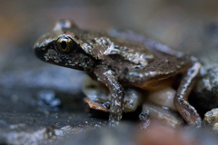 Tailed Frog photo 5