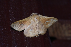 Canaea ryukyuensis