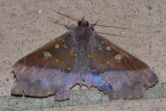 Ischyja manlia