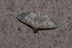 Omiodes decisalis