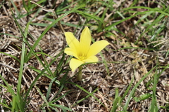 Zephyranthes americana