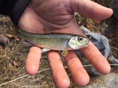 Luxilus chrysocephalus