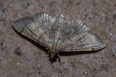 Omiodes decisalis