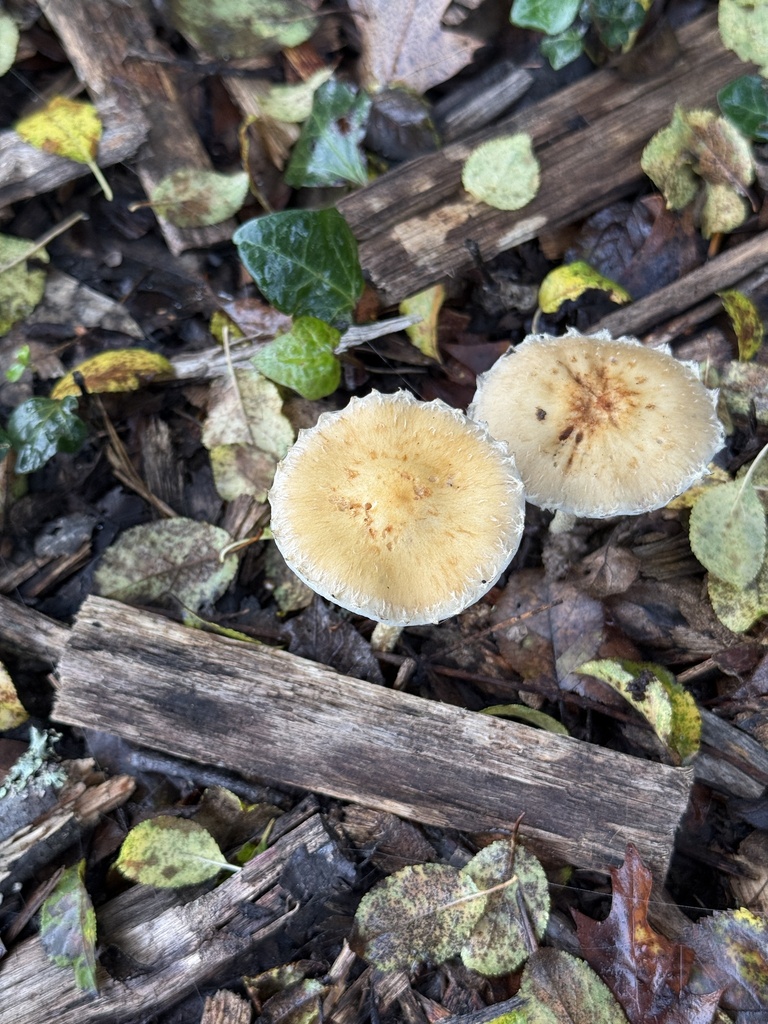 Leratiomyces percevalii · December 2025 · photo: © rogerraiche (iNaturalist, cc-by)