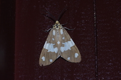 Utetheisa okinawensis