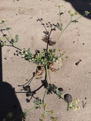 Capnophyllum africanum