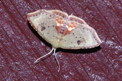 Enispa lutefascialis
