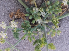Capnophyllum africanum