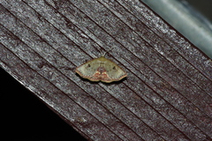Enispa lutefascialis
