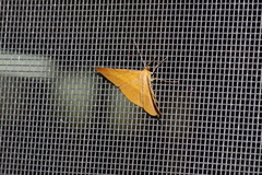 Pseudonadagara semicolor