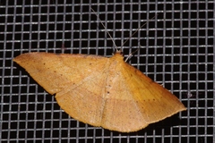 Pseudonadagara semicolor