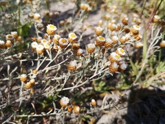 Helichrysum cochleariforme