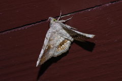 Pangrapta flavomacula