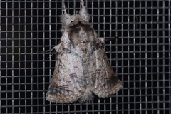 Macrobarasa xantholopha