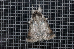 Macrobarasa xantholopha