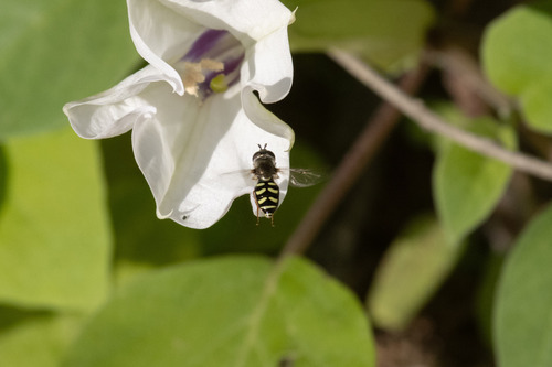 Unknown species found near Maricopa County, AZ, USA