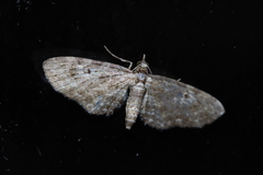 Eupithecia kuroshio