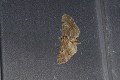 Eupithecia kuroshio