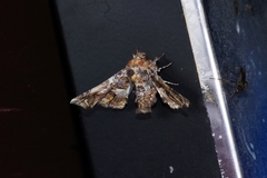 Eutelia adulatricoides