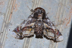 Eutelia adulatricoides