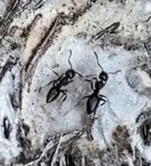 Technomyrmex jocosus