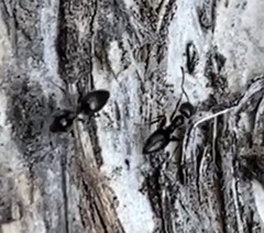 Technomyrmex jocosus