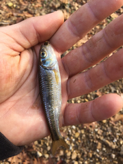 Luxilus chrysocephalus