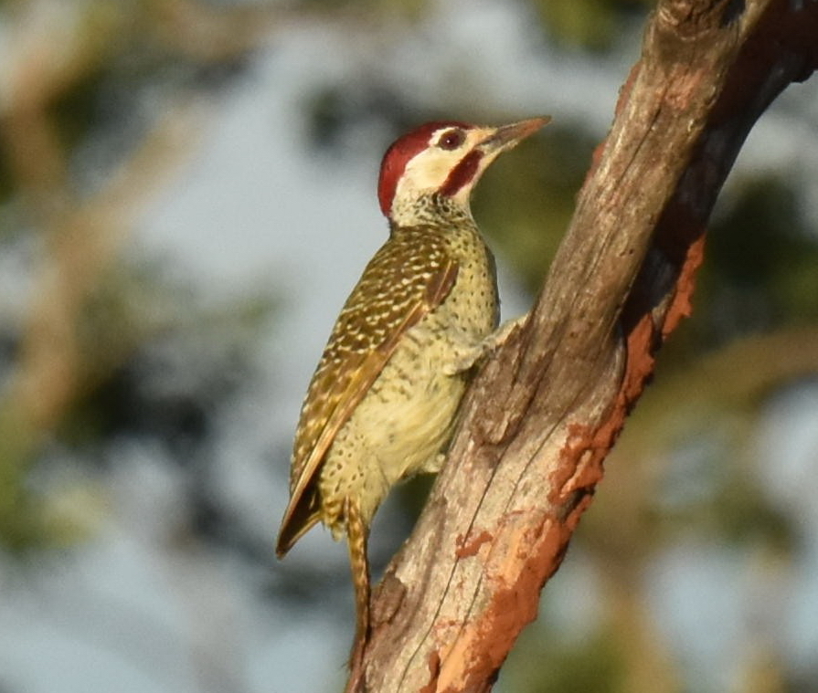 Bennett's Woodpecker (Campethera bennettii), photo 4