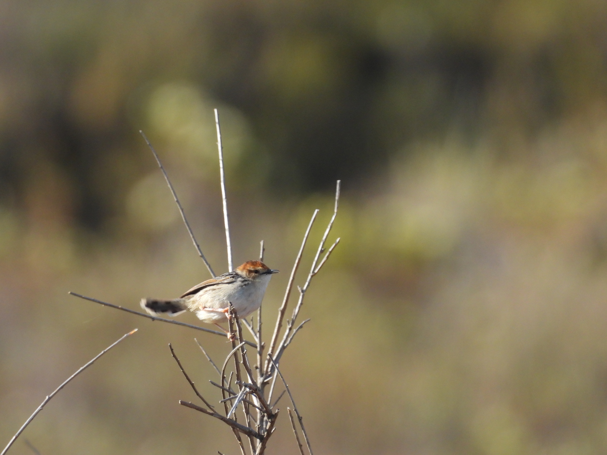 Levaillant's Cisticola illustration