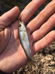 Luxilus chrysocephalus