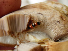 Oxyporus rufus