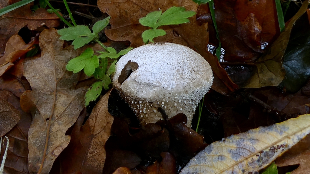 Lycoperdon perlatum · December 2025 · photo: © patricklm35 (iNaturalist, cc0)