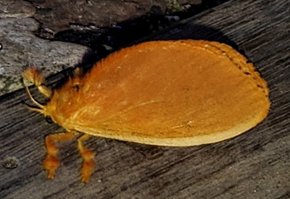 Acraga philetera