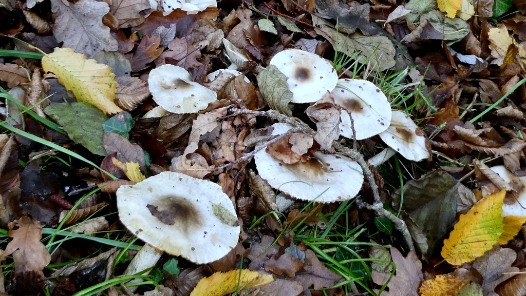 Hygrophorus glutinifer · December 2025 · photo: © patricklm35 (iNaturalist, cc0)