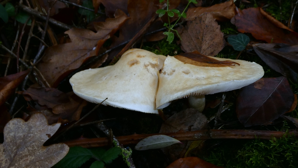 Tricholoma stiparophyllum · December 2025 · photo: © patricklm35 (iNaturalist, cc0)