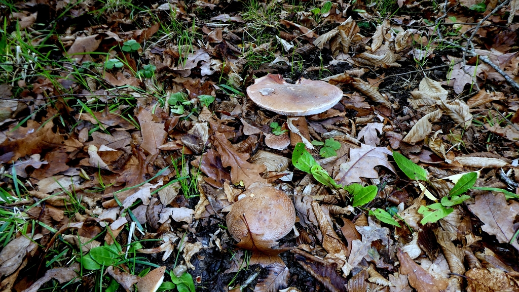 Amanita rubescens · December 2025 · photo: © patricklm35 (iNaturalist, cc0)