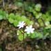 Libertia micrantha - Photo (c) Jack Warden, μερικά δικαιώματα διατηρούνται (CC BY-NC), uploaded by Jack Warden