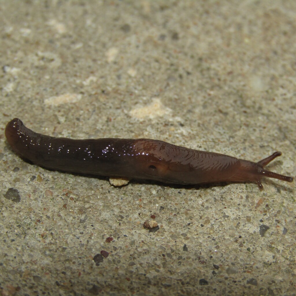 Deroceras sturanyi