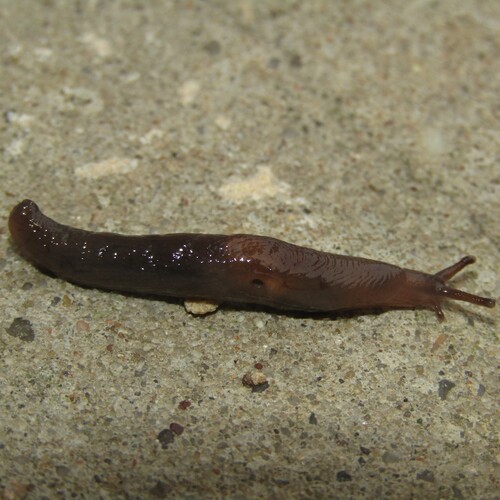Loche orientale