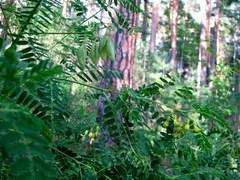 Astragalus penduliflorus