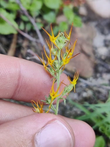 Spider Fingerflox (Manulea cheiranthus)
