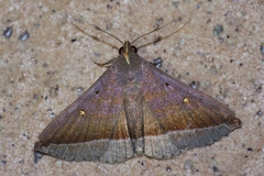 Hadennia obliqua