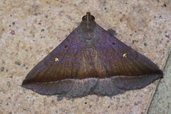 Hadennia obliqua