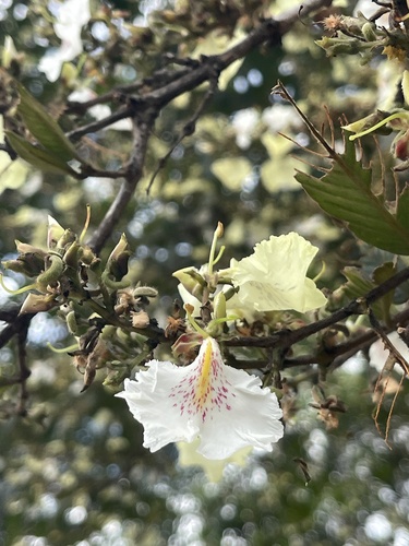 Qualea multiflora