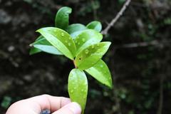 Metrosideros albiflora