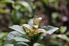 Metrosideros albiflora