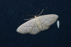 Idaea neovalida