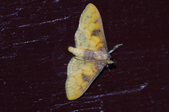 Pachynoa sabelialis